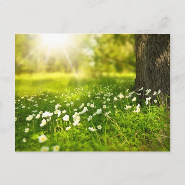 Flower Meadow  Postcard (Front)