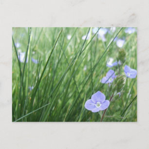 Flower Meadow Postcard