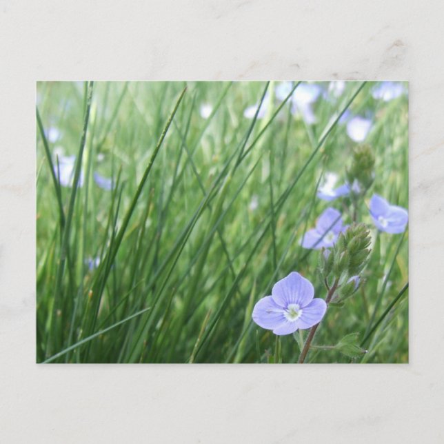 Flower Meadow Postcard (Front)