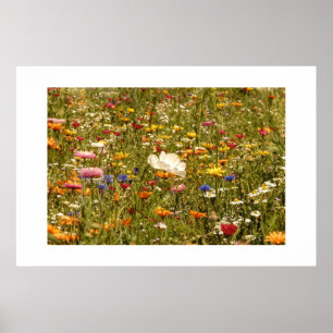 Flower - Meadow Poster