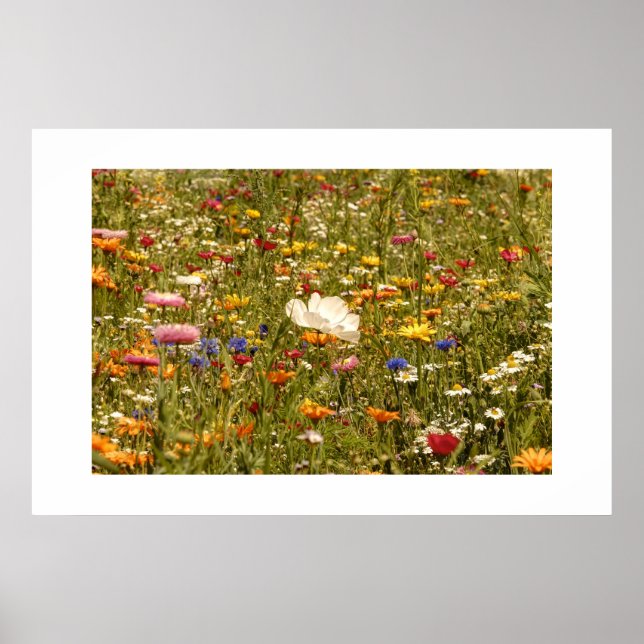 Flower - Meadow Poster (Front)