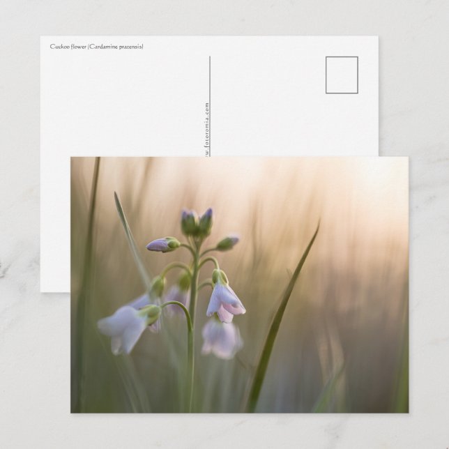 Flower Nature Photo Postcard (Front/Back)