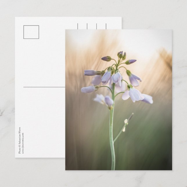 Flower Nature Photo Postcard (Front/Back)