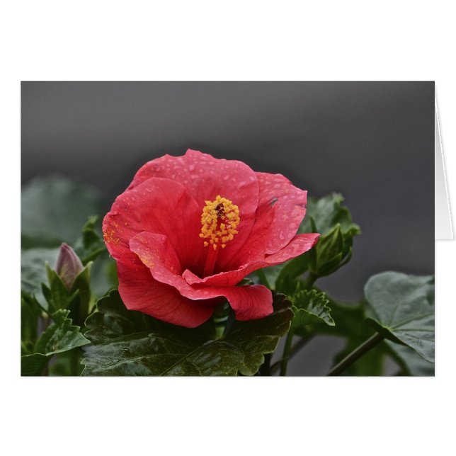 Flower Notecard (Front Horizontal)