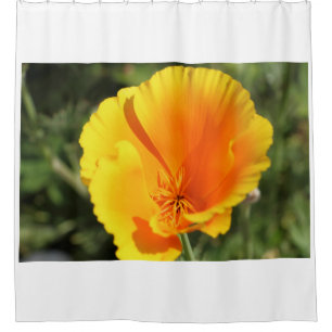 Flower of California poppy in a garden