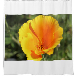 Flower of California poppy in a garden