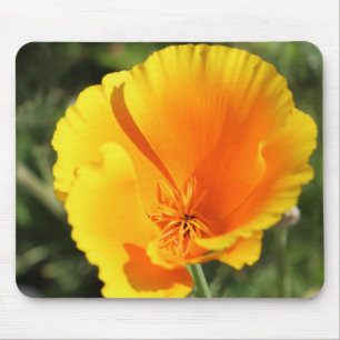 Flower of California poppy Mouse Pad