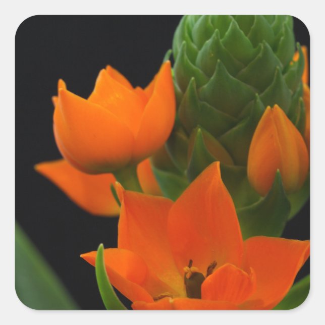 Flower of the Star of Bethlehem Plant Square Sticker (Front)