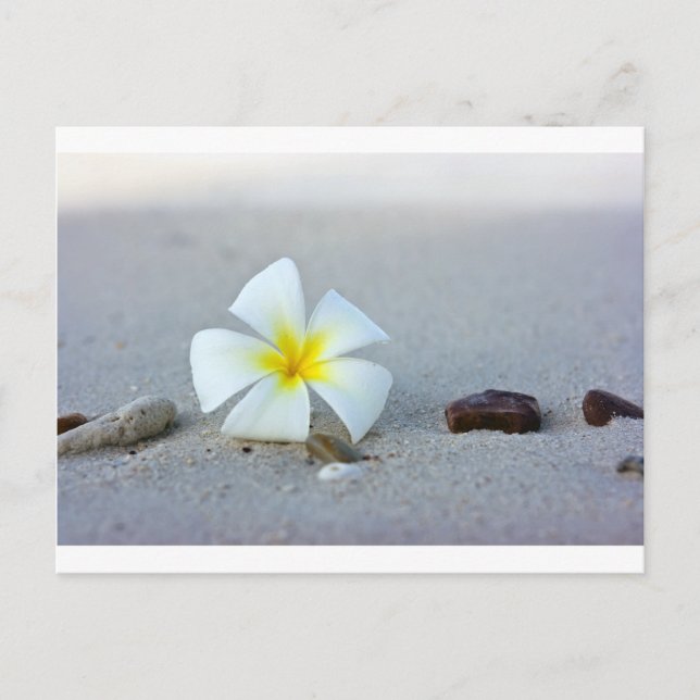 Flower on beach postcard (Front)