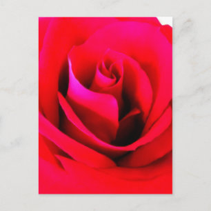 Flower Painting Postcard