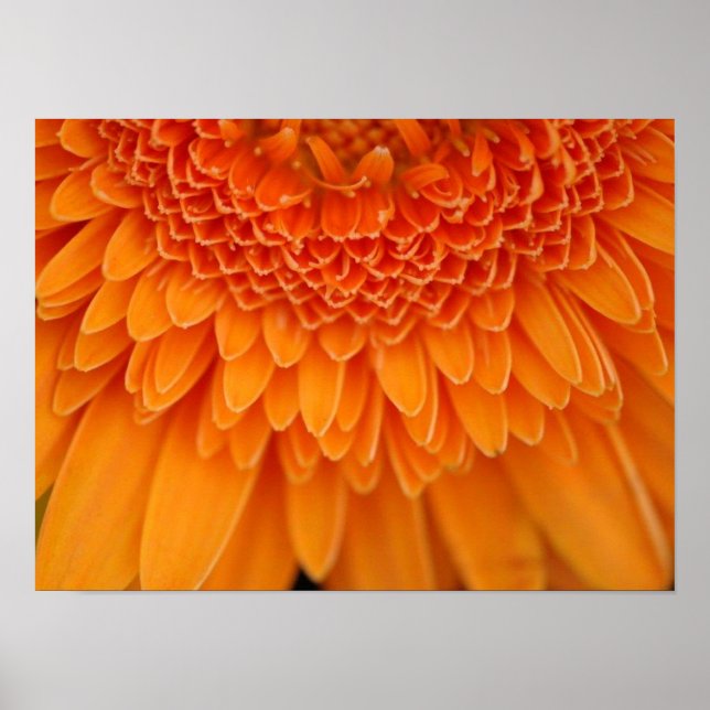 Flower Petals Poster (Front)