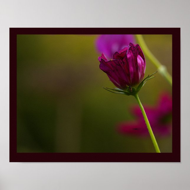 Flower Photo Poster (Front)