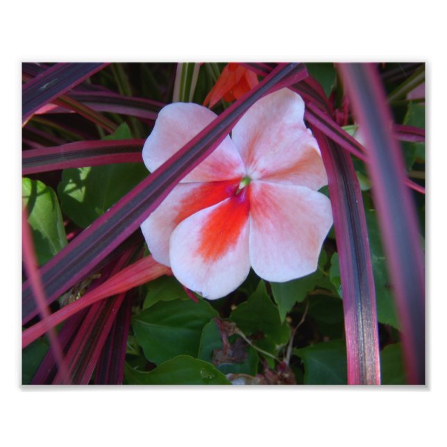 Flower Photo Print (Front)