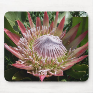 Flower Photography King Protea Mouse Pad