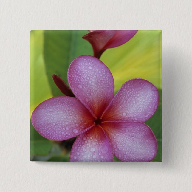 Flower, Plumeria sp.), South Pacific, Niue 2 Inch Square Button (Front)