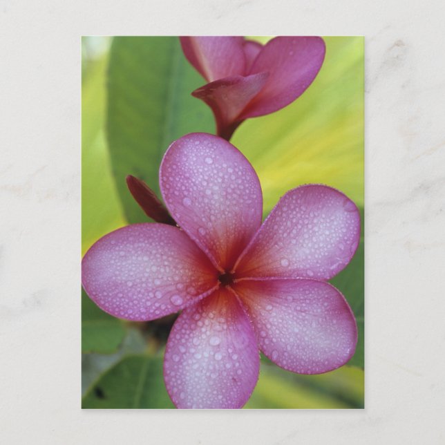 Flower, Plumeria sp.), South Pacific, Niue Postcard (Front)