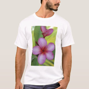 Flower, Plumeria sp.), South Pacific, Niue T-Shirt