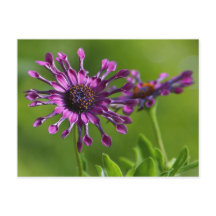 Flower Postcard
