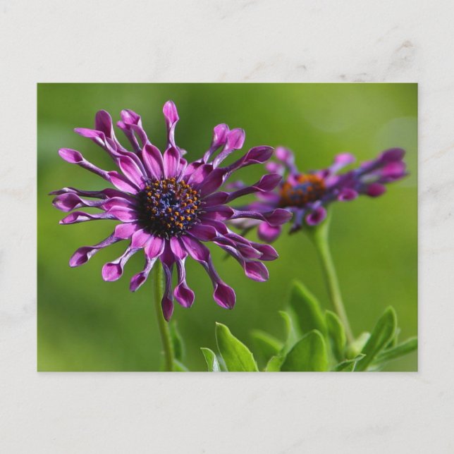 Flower Postcard (Front)