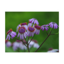 Flower Postcard