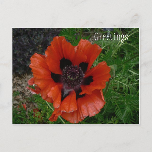 Flower postcard (Front)