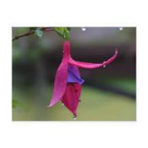 Flower Postcard