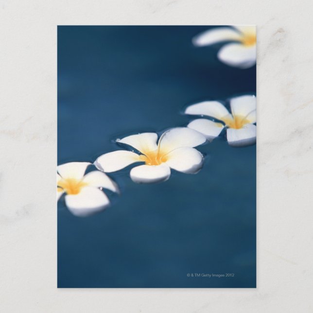 Flower Postcard (Front)