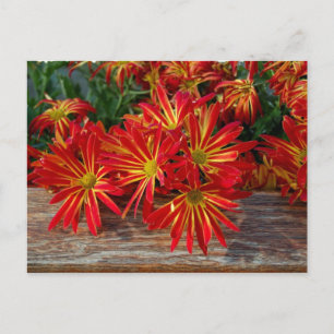 Flower Postcard