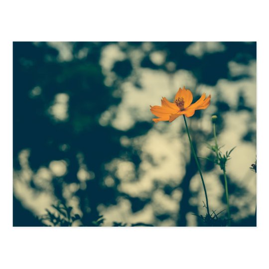 Flower Postcard