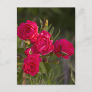 Flower Postcard