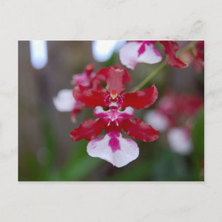 Flower Postcard