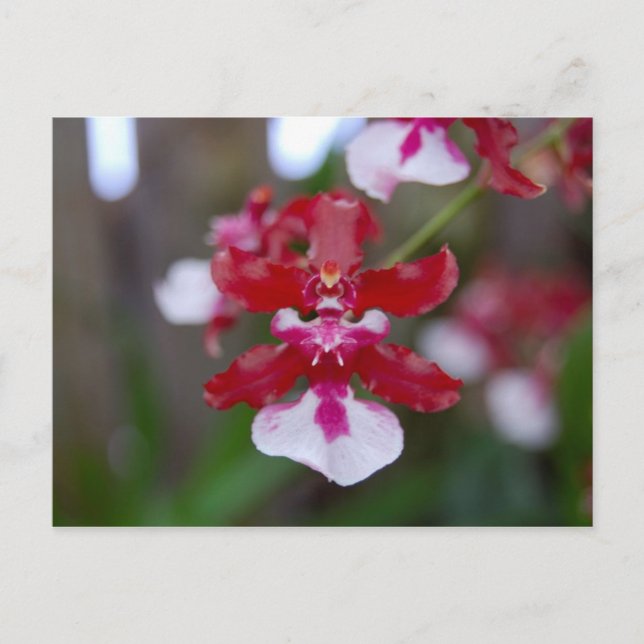 Flower Postcard (Front)