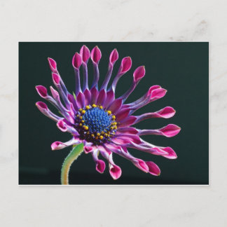 flower postcard