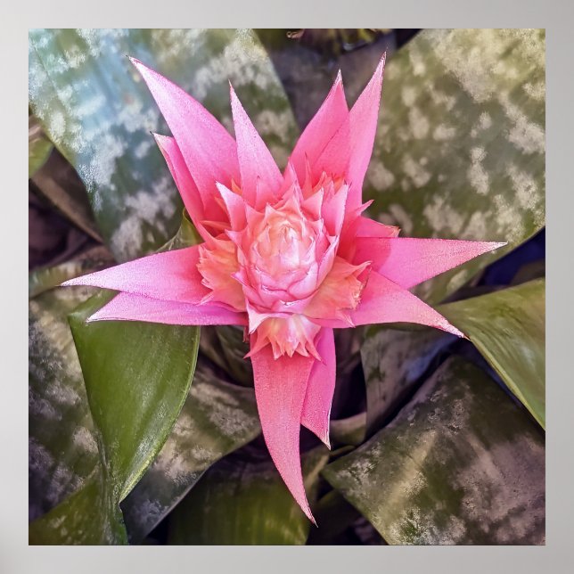 Flower Poster (Front)