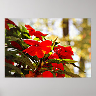 Flower Poster