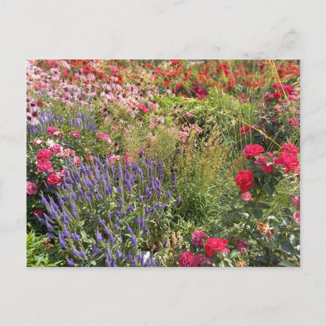 Flower Power - 3 Postcard (Front)