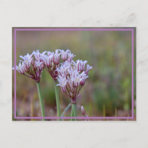 flower power postcard