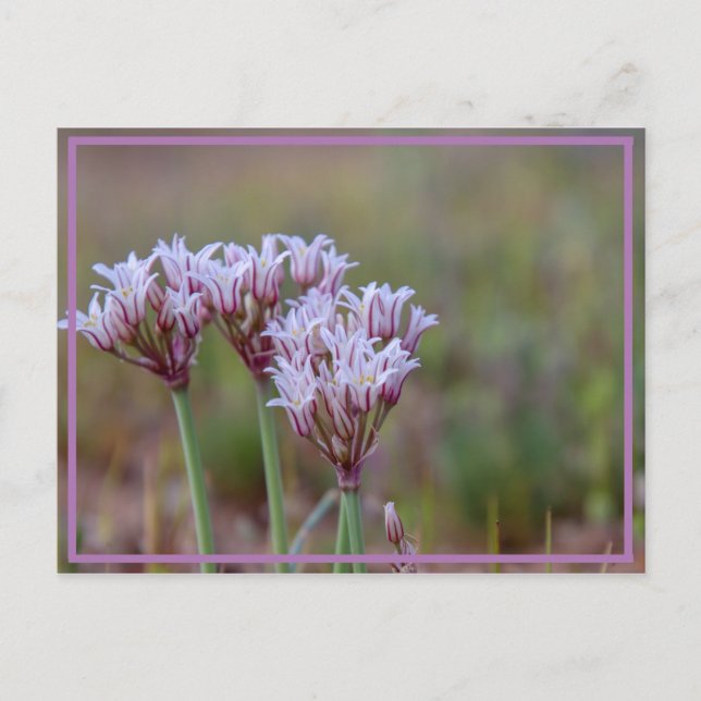 flower power postcard (Front)