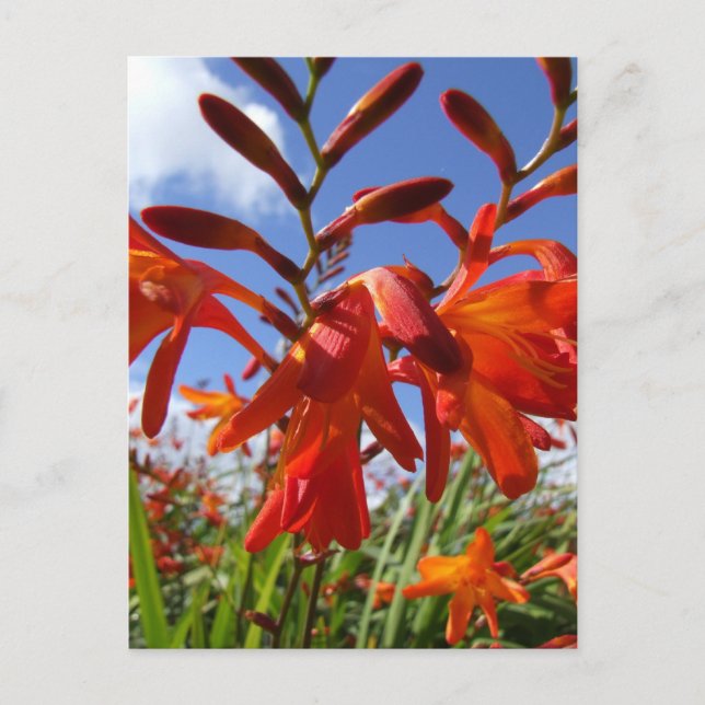 Flower power theme postcard (Front)