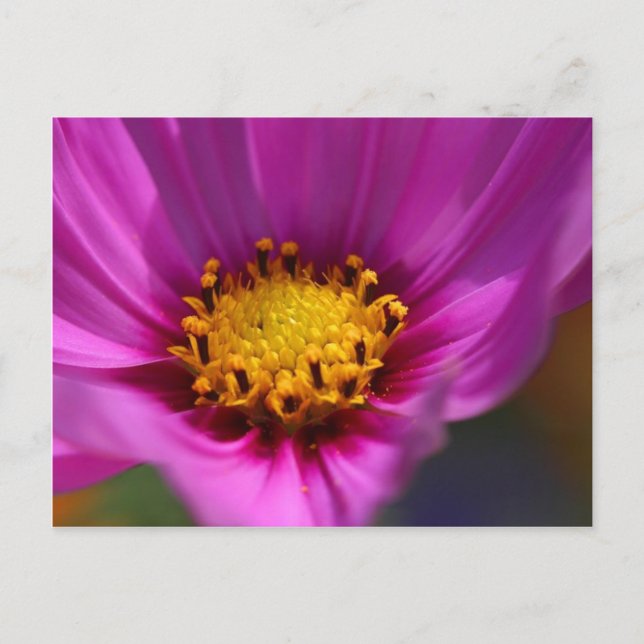 Flower Purple Postcard (Front)