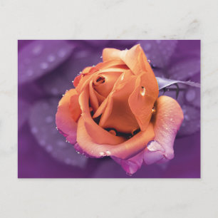  Flower & Raindrops, Purple & Orange Duotone Postcard