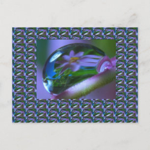 Flower REFLECTION on a DEW DROP . lowprice GIFTS Postcard