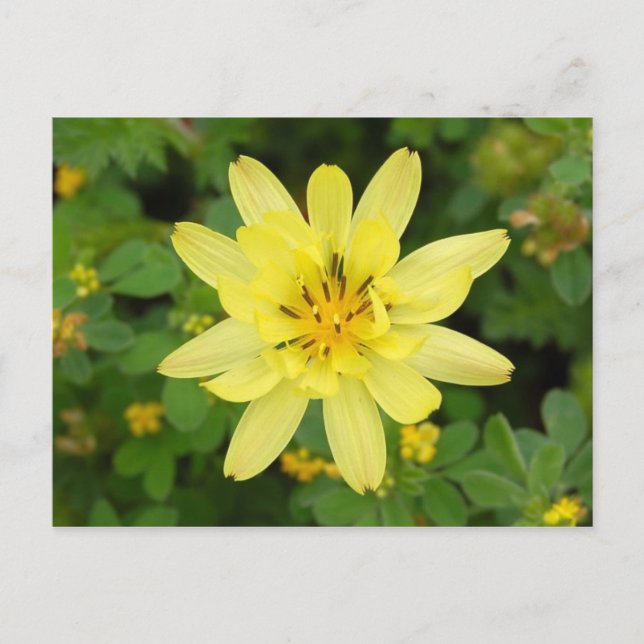 Flower series 2007 postcard (Front)
