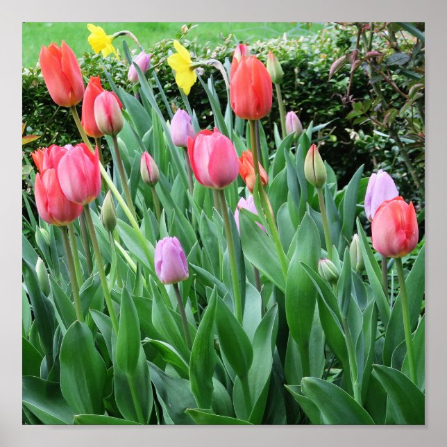 flower, spring, beautiful, background, tulip, poster (Front)