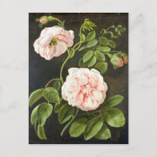 Flower Study Postcard