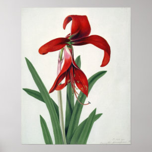 Flower Study, Poster