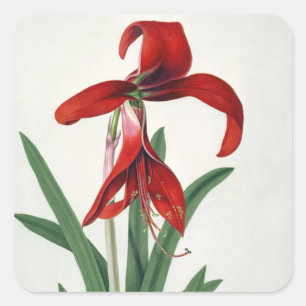 Flower Study, Square Sticker