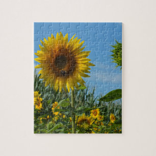 flower, sun, plant, nature, summer, floral, jigsaw puzzle