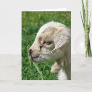 Flower the Goat Card