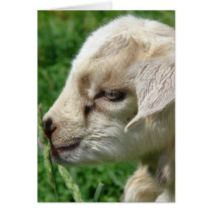 Flower the Goat Kid